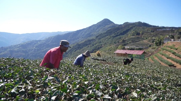 马鹿塘茶农采茶.jpg
