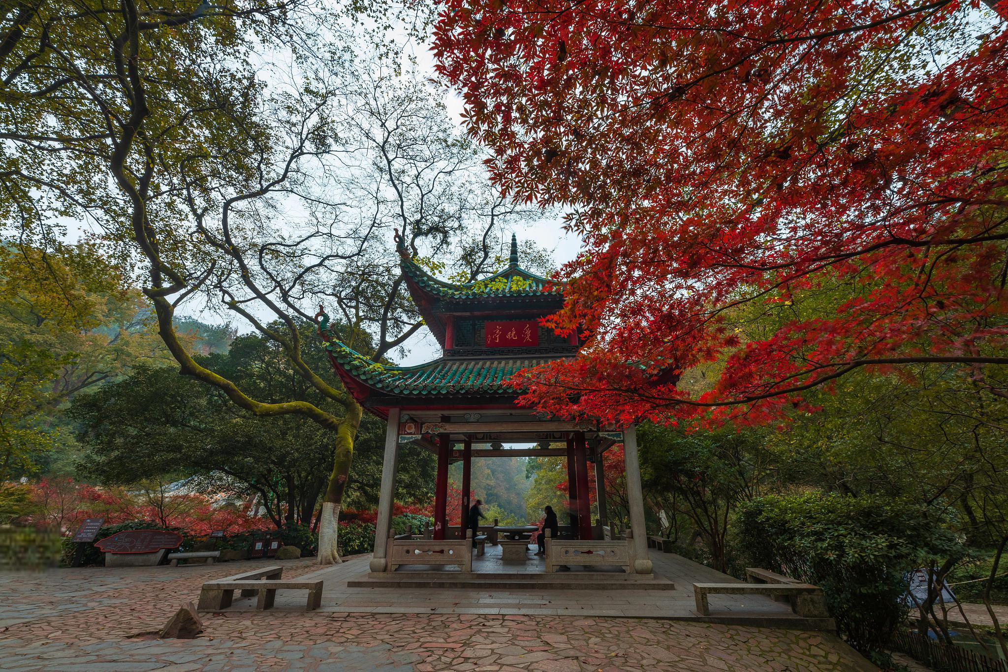 麓山枫染秋意浓，湘江诗行映古城