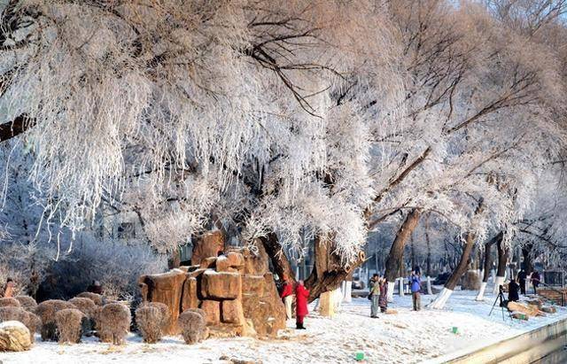 南方人羡慕哭！沈阳北运河雾凇，把冬天美成童话世界 (图1)