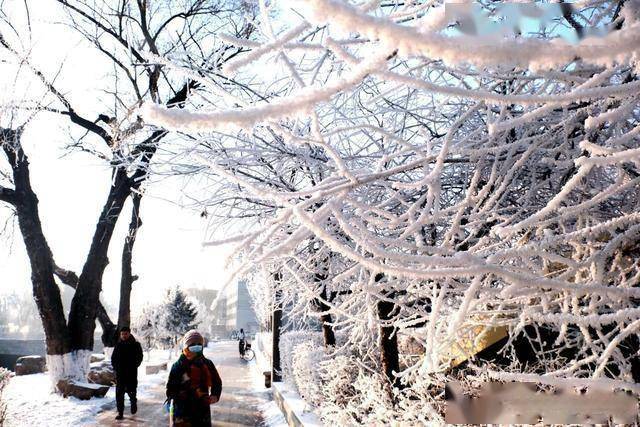 南方人羡慕哭！沈阳北运河雾凇，把冬天美成童话世界 (图4)