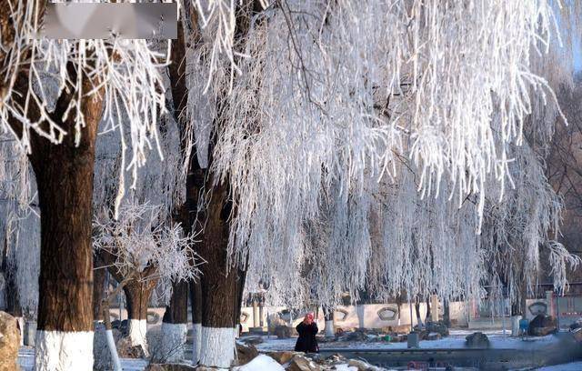 南方人羡慕哭！沈阳北运河雾凇，把冬天美成童话世界 (图7)
