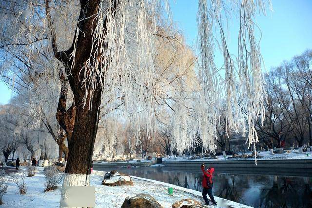 南方人羡慕哭！沈阳北运河雾凇，把冬天美成童话世界 (图6)