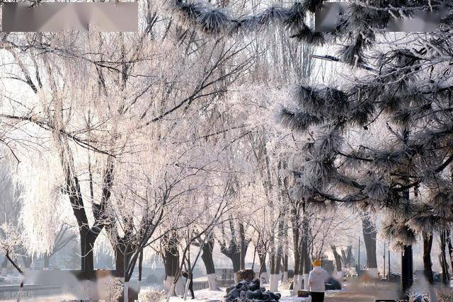 南方人羡慕哭！沈阳北运河雾凇，把冬天美成童话世界 (图8)