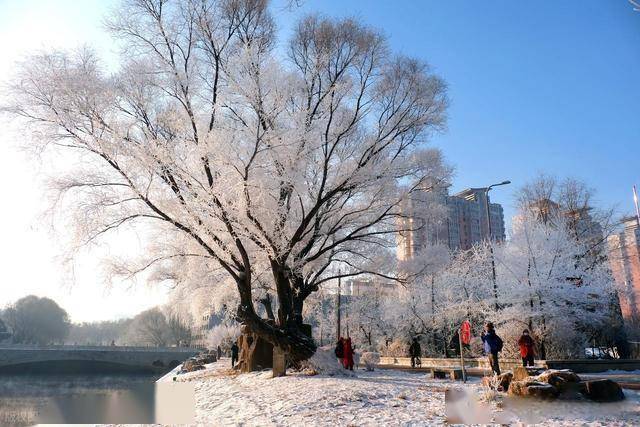 南方人羡慕哭！沈阳北运河雾凇，把冬天美成童话世界 (图14)