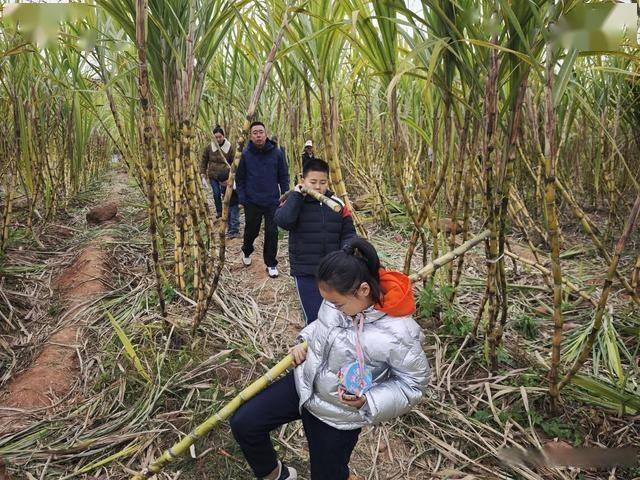 半小时直达的快乐！成都人扎堆砍甘蔗，9.9 元解锁冬日治愈感 (图4)