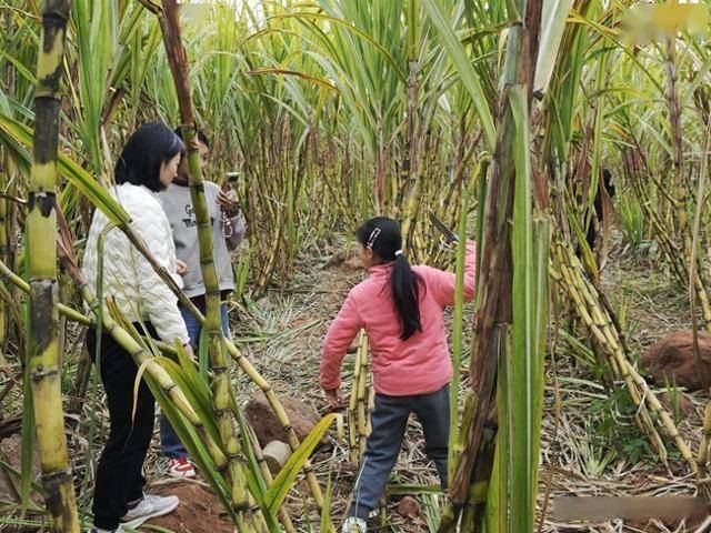 半小时直达的快乐！成都人扎堆砍甘蔗，9.9 元解锁冬日治愈感 (图1)
