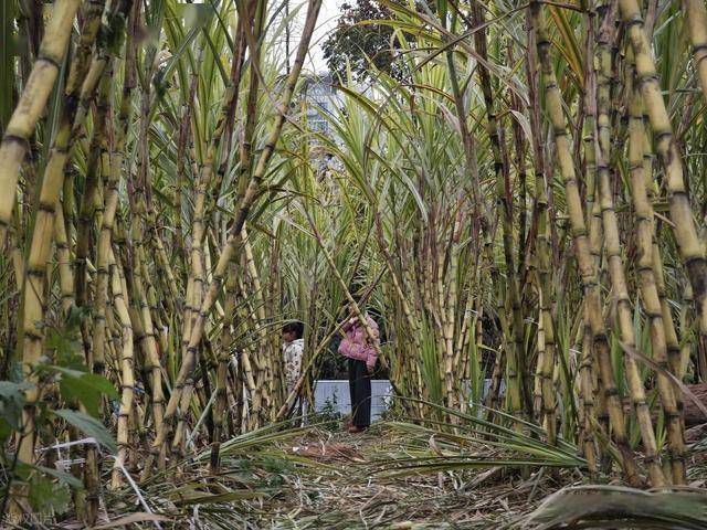 半小时直达的快乐！成都人扎堆砍甘蔗，9.9 元解锁冬日治愈感 (图2)