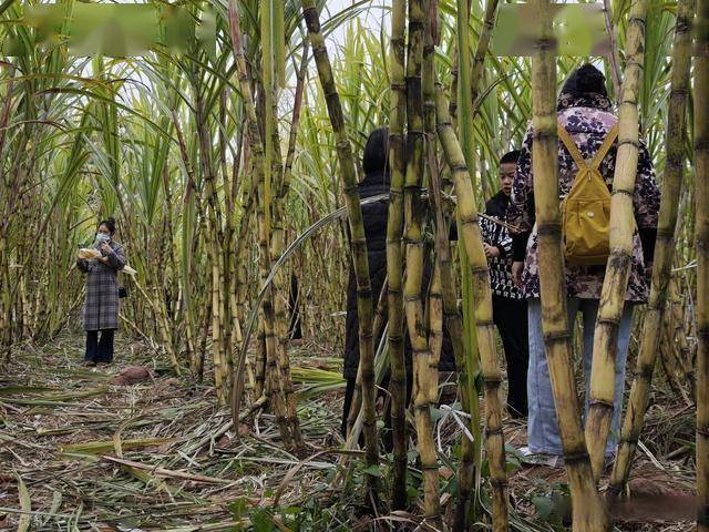 半小时直达的快乐！成都人扎堆砍甘蔗，9.9 元解锁冬日治愈感 (图3)