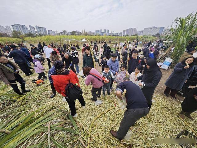 半小时直达的快乐！成都人扎堆砍甘蔗，9.9 元解锁冬日治愈感 (图5)