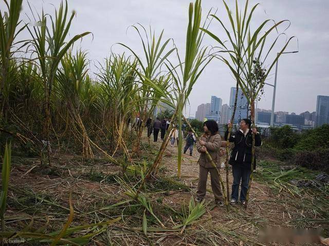 半小时直达的快乐！成都人扎堆砍甘蔗，9.9 元解锁冬日治愈感 (图7)