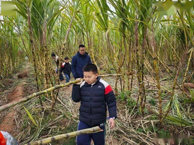 半小时直达的快乐！成都人扎堆砍甘蔗，9.9 元解锁冬日治愈感 (图6)