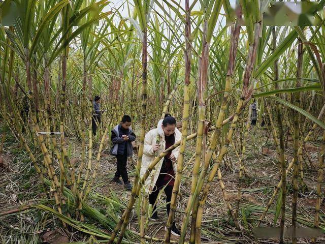 半小时直达的快乐！成都人扎堆砍甘蔗，9.9 元解锁冬日治愈感 (图9)