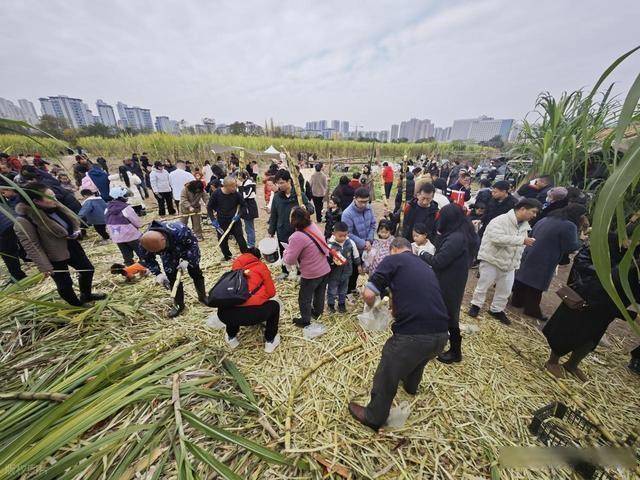 半小时直达的快乐！成都人扎堆砍甘蔗，9.9 元解锁冬日治愈感 (图11)