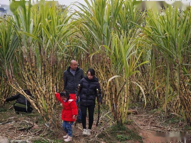 半小时直达的快乐！成都人扎堆砍甘蔗，9.9 元解锁冬日治愈感 (图10)