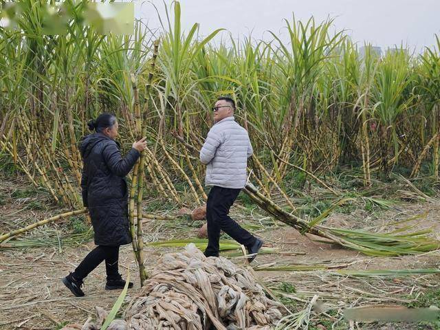 半小时直达的快乐！成都人扎堆砍甘蔗，9.9 元解锁冬日治愈感 (图12)