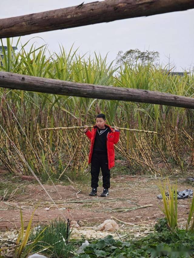 半小时直达的快乐！成都人扎堆砍甘蔗，9.9 元解锁冬日治愈感 (图15)