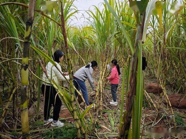 半小时直达的快乐！成都人扎堆砍甘蔗，9.9 元解锁冬日治愈感 (图14)