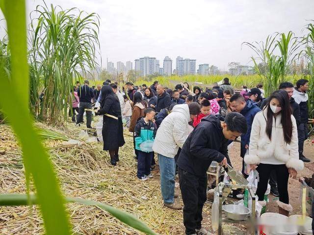 半小时直达的快乐！成都人扎堆砍甘蔗，9.9 元解锁冬日治愈感 (图16)