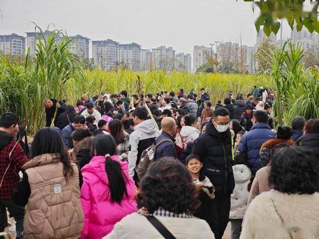 半小时直达的快乐！成都人扎堆砍甘蔗，9.9 元解锁冬日治愈感 (图17)