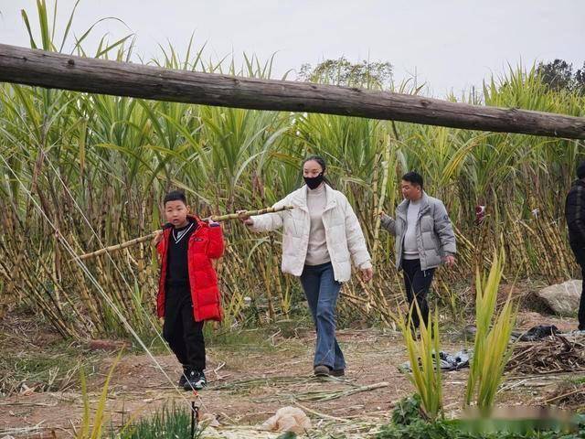 半小时直达的快乐！成都人扎堆砍甘蔗，9.9 元解锁冬日治愈感 (图18)