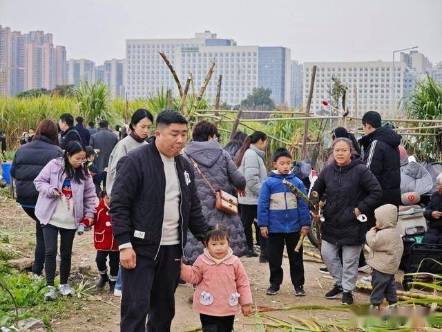 半小时直达的快乐！成都人扎堆砍甘蔗，9.9 元解锁冬日治愈感 (图19)