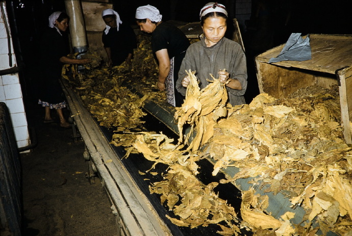 撒马尔罕 1959年