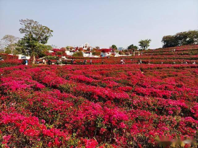 北境飘雪南园绽，青秀山用一场菊花展，藏住南宁冬日顶流密码！(图6)