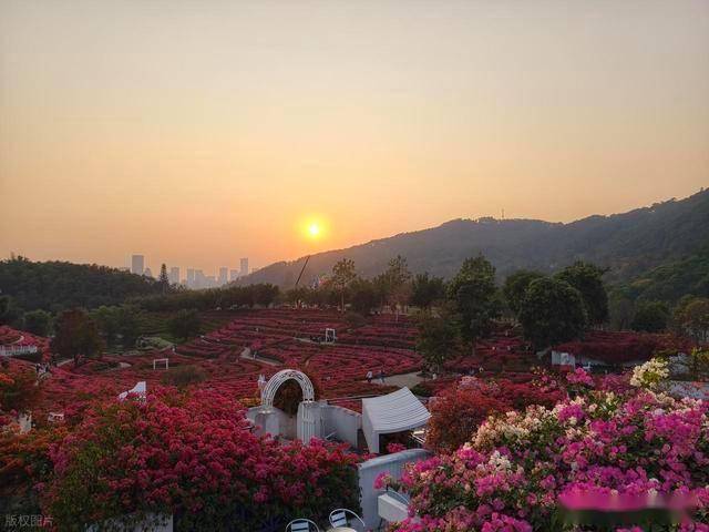 北境飘雪南园绽，青秀山用一场菊花展，藏住南宁冬日顶流密码！(图5)