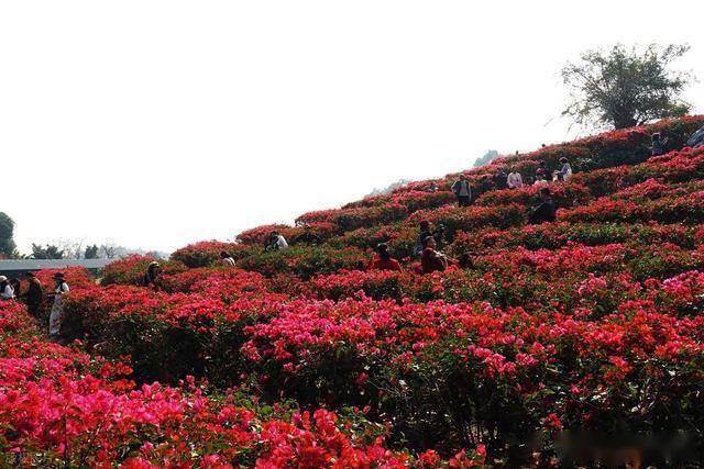 北境飘雪南园绽，青秀山用一场菊花展，藏住南宁冬日顶流密码！(图2)