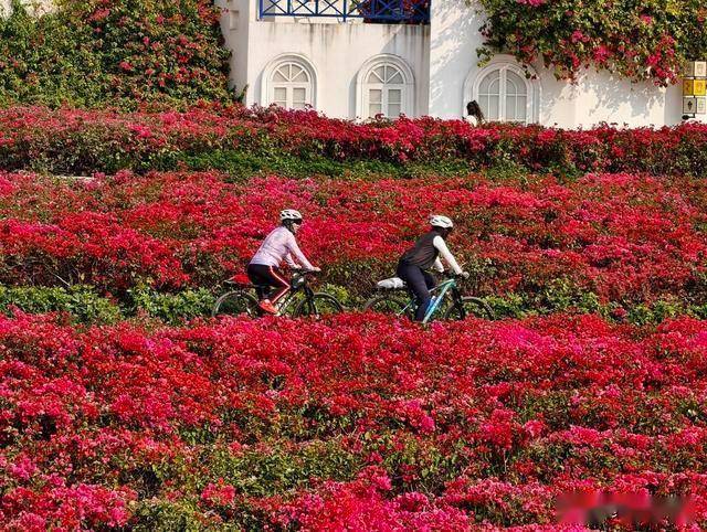 北境飘雪南园绽，青秀山用一场菊花展，藏住南宁冬日顶流密码！(图14)