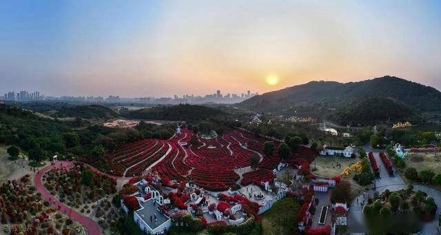 北境飘雪南园绽，青秀山用一场菊花展，藏住南宁冬日顶流密码！(图16)